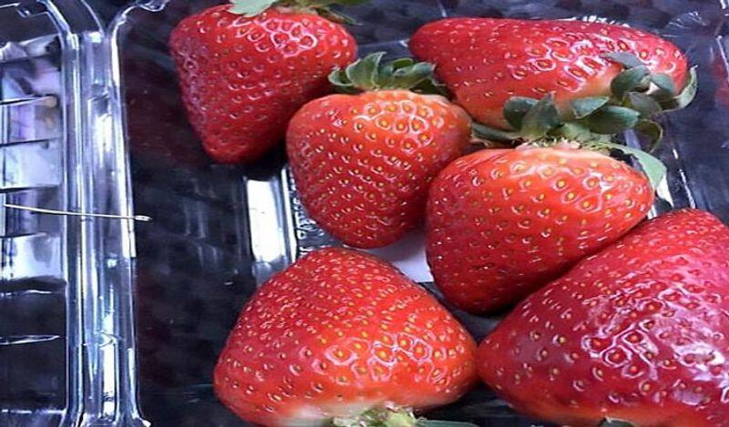 How a law graduate took to farming and grows strawberries profitably