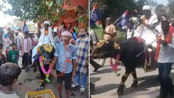 mla candidate comes on buffalo for nomination at bihar - bsb mla candidate comes on buffalo for nomination at bihar - bsb
