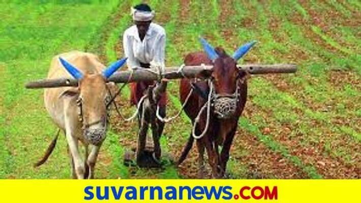 Heavy Rain Hits on Peanut Crops in tumakuru snr Heavy Rain Hits on Peanut Crops in tumakuru snr