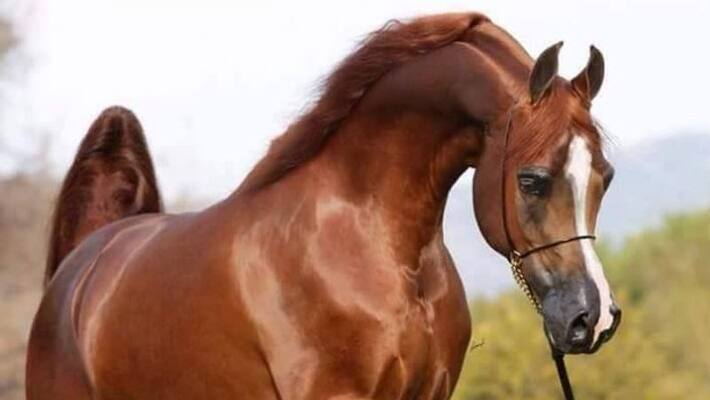 antibody treatment for coronavirus development by horse says icmr bsm antibody treatment for coronavirus development by horse says icmr bsm