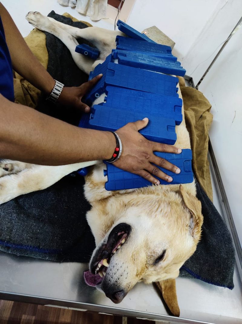Police Dog Rambo Passes Away in Madikeri grg