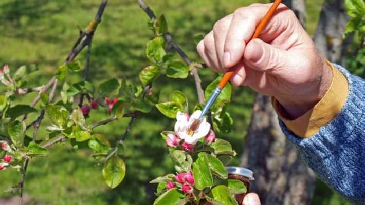 hand pollination in plants hand pollination in plants