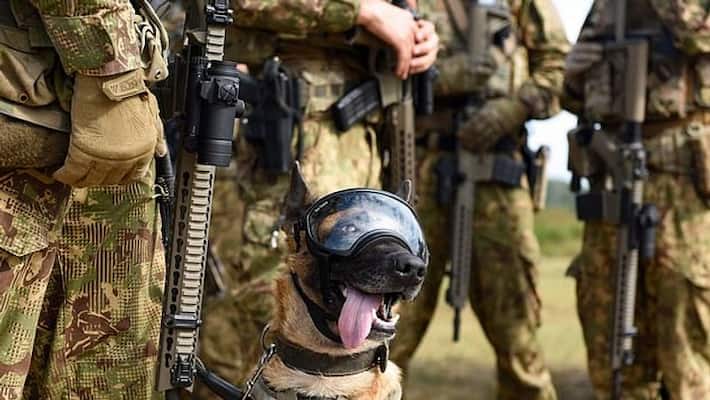 US Army is developing AR goggles for Dogs US Army is developing AR goggles for Dogs