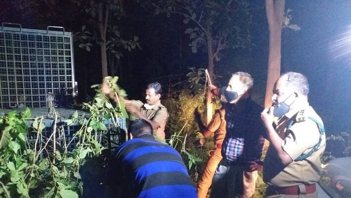 tiger attack continues in Wayanad Cheeyembam tiger attack continues in Wayanad Cheeyembam