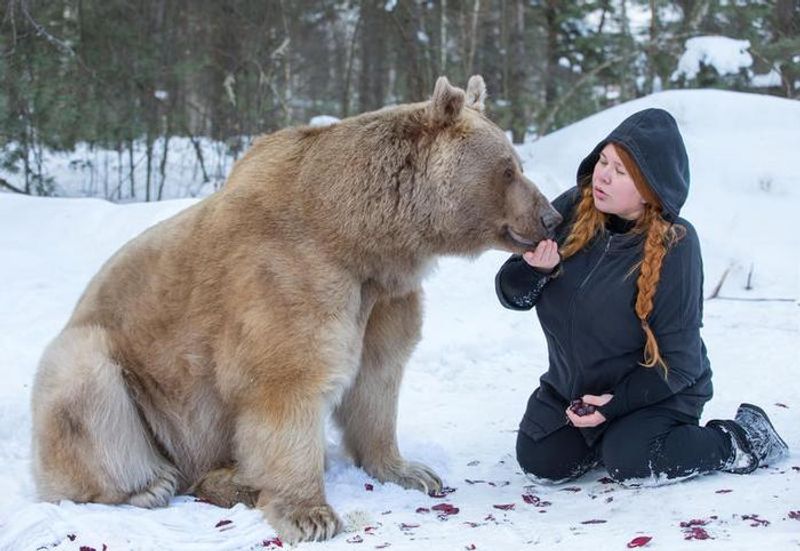 Photoshoot with a brown bear