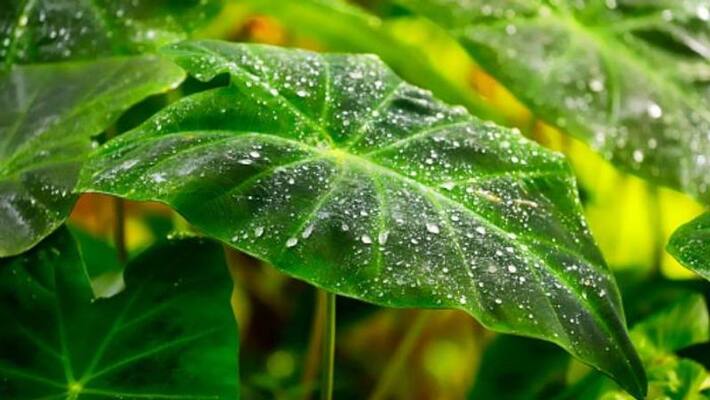 Elephant Ear Plants how to grow indoor and outdoor Elephant Ear Plants how to grow indoor and outdoor