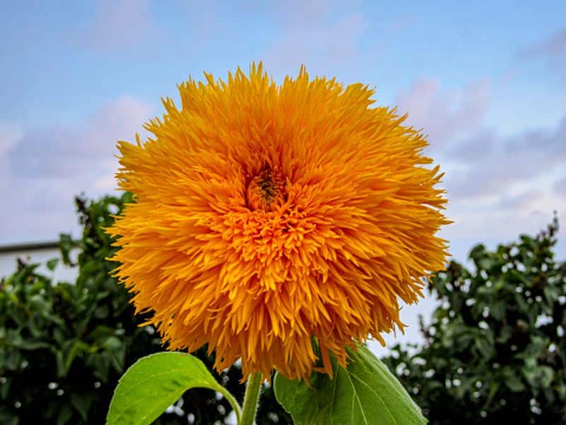 Teddy Bear sunflowers how to grow in our home