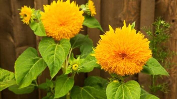 Teddy Bear sunflowers how to grow in our home Teddy Bear sunflowers how to grow in our home