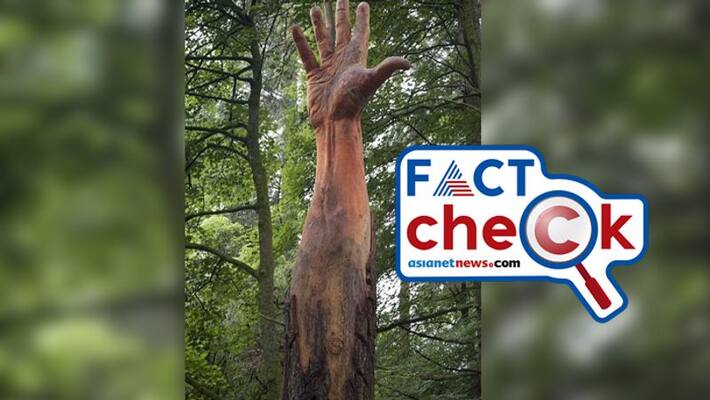 reality of viral image tree carved in the shape of a giant hand in jammu kashmir reality of viral image tree carved in the shape of a giant hand in jammu kashmir