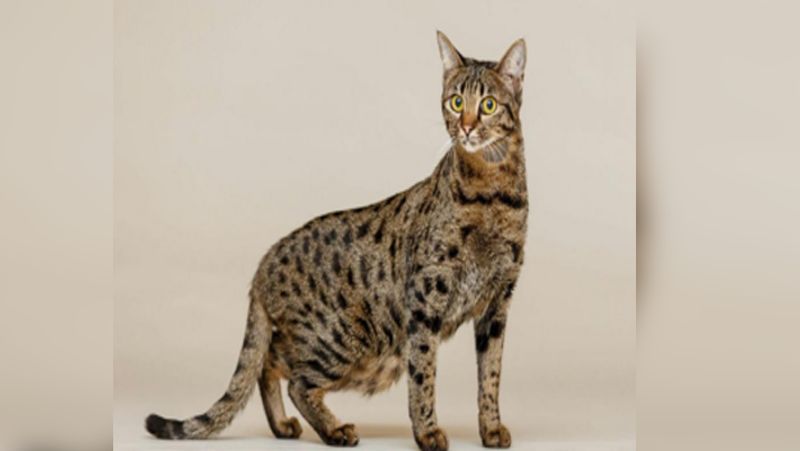 ये कपल बताता है कि हमने ऑनलाइन इस 'सवाना बिल्ली' (Savannah cat) का एड देखा था। जिसके बाद उसे ऑर्डर किया। उन्होंने इस बिल्ली के बच्चे के लिए 6 हजार यूरो यानी कि लगभग 5 लाख 17 रुपए भी दिए।