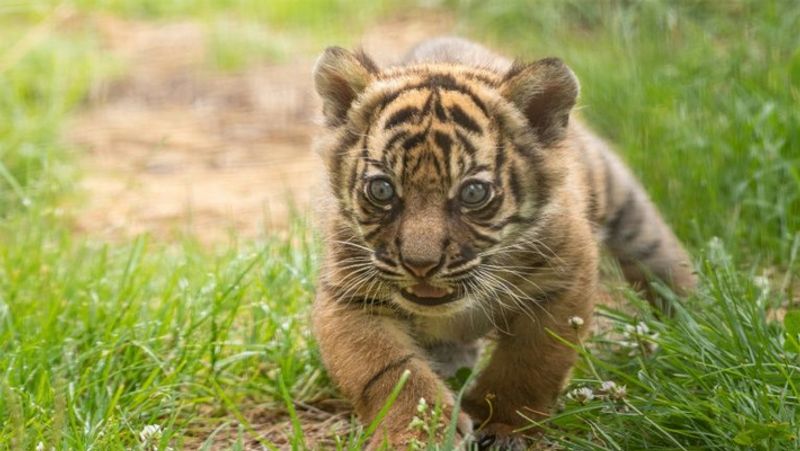 बताया जा रहा है कि जो शावक उस दंपती के पास था वो एक 'सुमात्रन टाइगर' (Sumatran tiger)हैं। यह एक विलुप्त प्रजाति है। सुमात्रा बाघ बहुत खुंखार होते हैं और अपनी भूख मिटाने के लिए किसी को भी शिकार बना लेते है।

