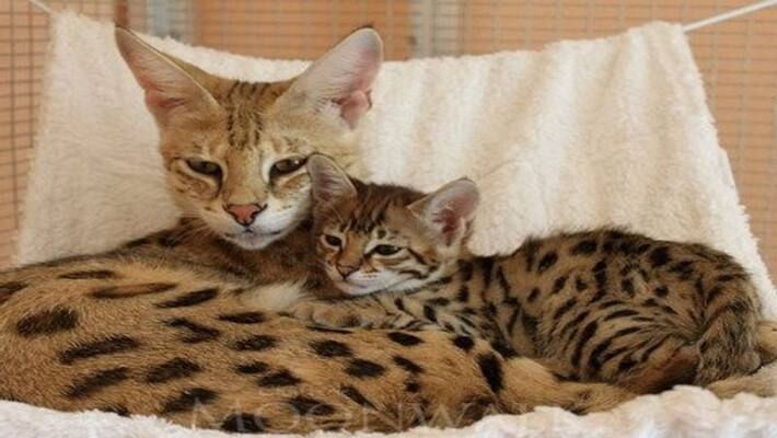 Couple Trying To Buy Savannah Cat End Up With A Tiger Cub Instead nra Couple Trying To Buy Savannah Cat End Up With A Tiger Cub Instead nra