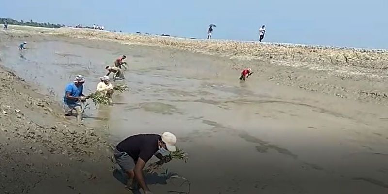 Due to Ampan Cyclone the Mangrove plant start in affected area at Sundarbans ASB