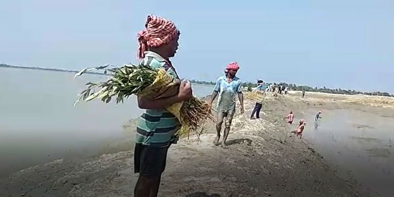 Due to Ampan Cyclone the Mangrove plant start in affected area at Sundarbans ASB