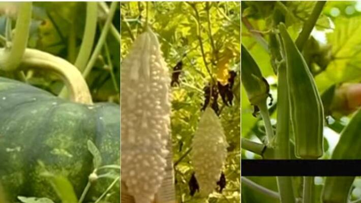 Lockdown farming Thodupuzha St George High School varieties of vegetables ripe for harvest Lockdown farming Thodupuzha St George High School varieties of vegetables ripe for harvest