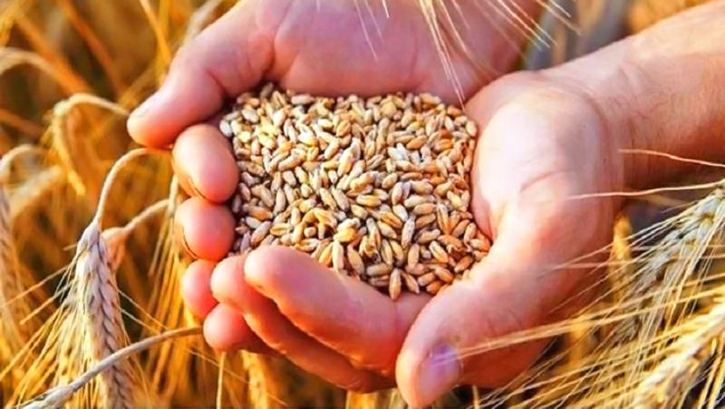 2. गरीबों को गेहूं का दान करें या किसी भोजनशाला में गेहूं का आटा दान करें।
