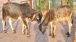 Initiative cow dung became a source of employment in UP