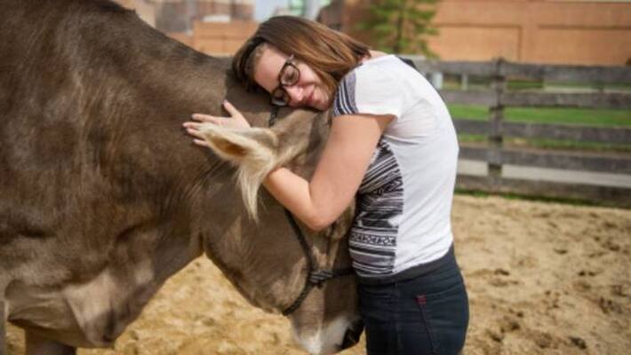 cow cuddling therapy new trend cow cuddling therapy new trend