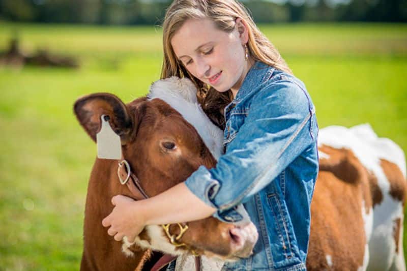cow cuddling therapy new trend