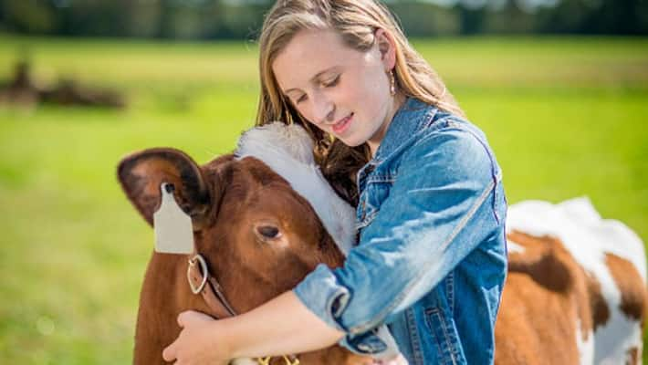 West is milking cow-cuddling therapy and paying top dollar for it