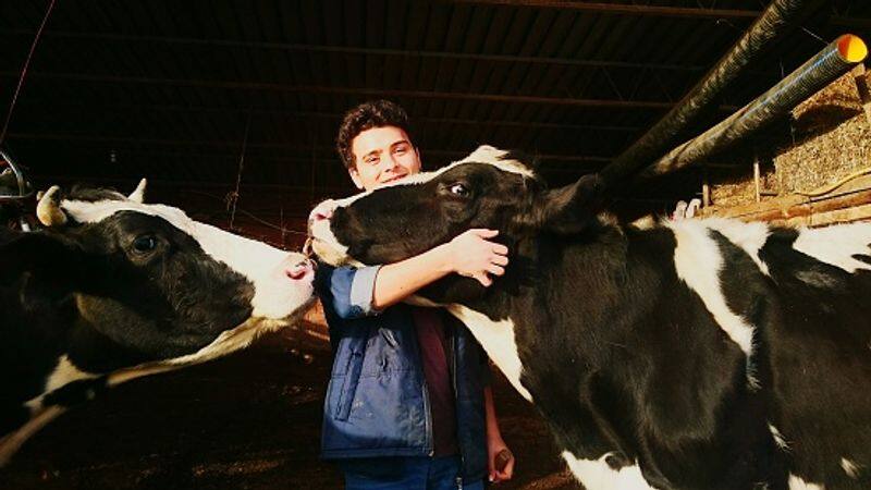 cow cuddling therapy new trend