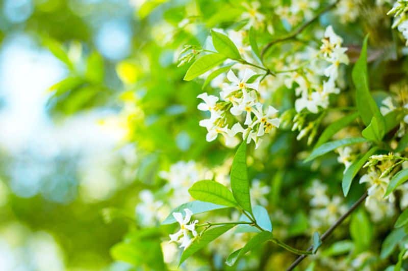 how to grow asian jasmine in our home