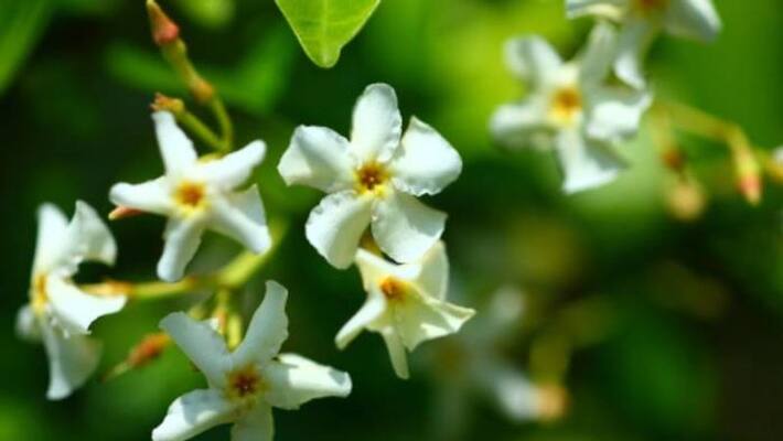 how to grow asian jasmine in our home how to grow asian jasmine in our home