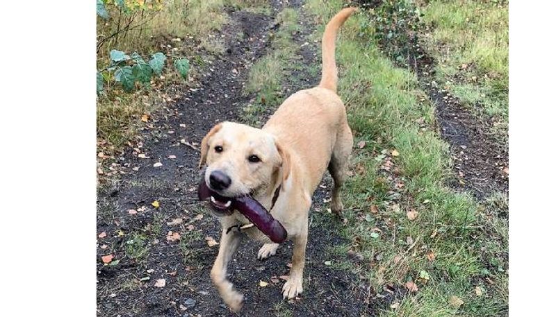 Labrador picks up sex toy on walk and refuses to drop it