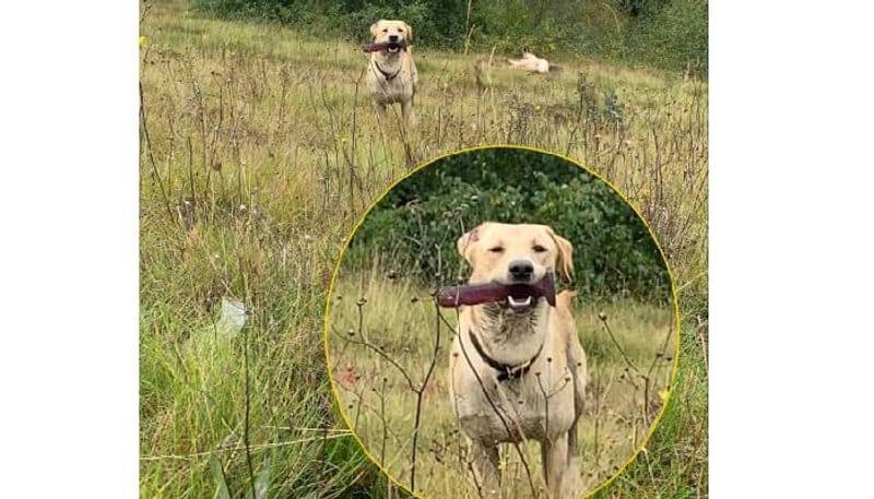 Labrador picks up sex toy on walk and refuses to drop it
