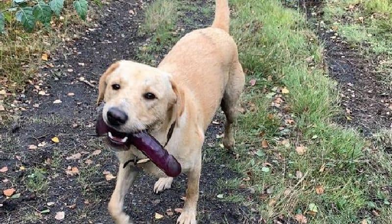 Labrador picks up sex toy on walk and refuses to drop it