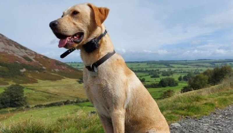 Labrador picks up sex toy on walk and refuses to drop it leaving owner mortified mah