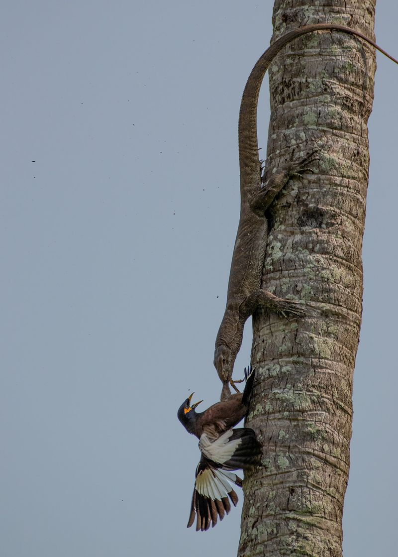 Ravi PN won the first place in kerala Forest Department Photography Award