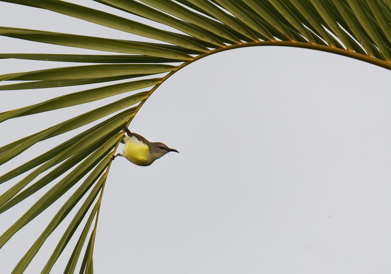 Ravi PN won the first place in kerala Forest Department Photography Award