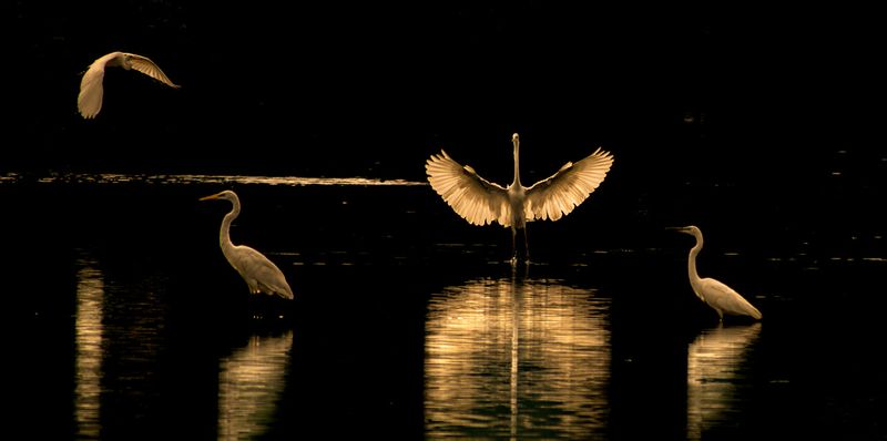 Ravi PN won the first place in kerala Forest Department Photography Award