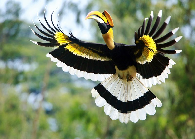 Ravi PN won the first place in kerala Forest Department Photography Award