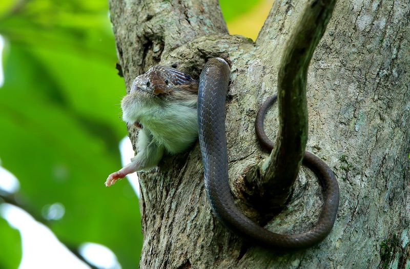 Ravi PN won the first place in kerala Forest Department Photography Award