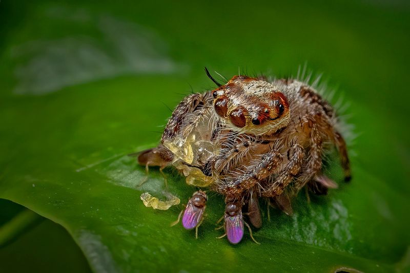 Ravi PN won the first place in kerala Forest Department Photography Award
