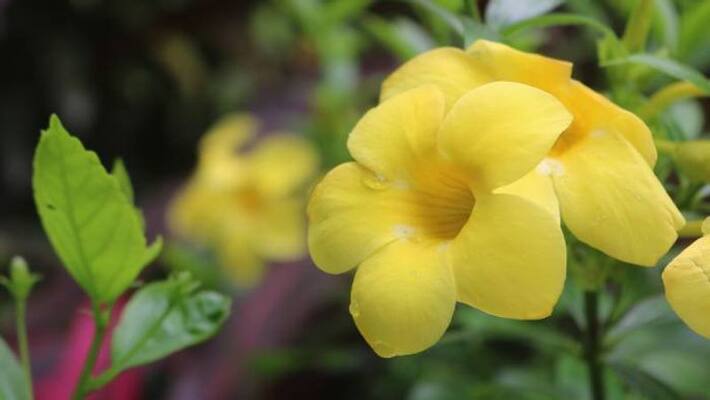Allamanda Plant how to grow Allamanda Plant how to grow