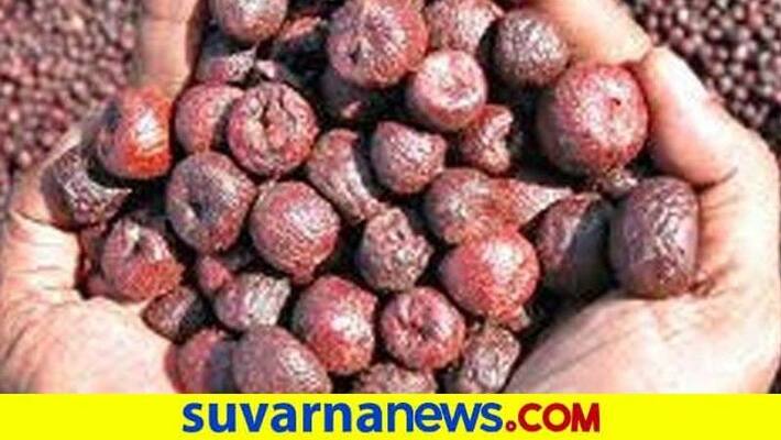 Arecanut Price Decline in Market snr Arecanut Price Decline in Market snr