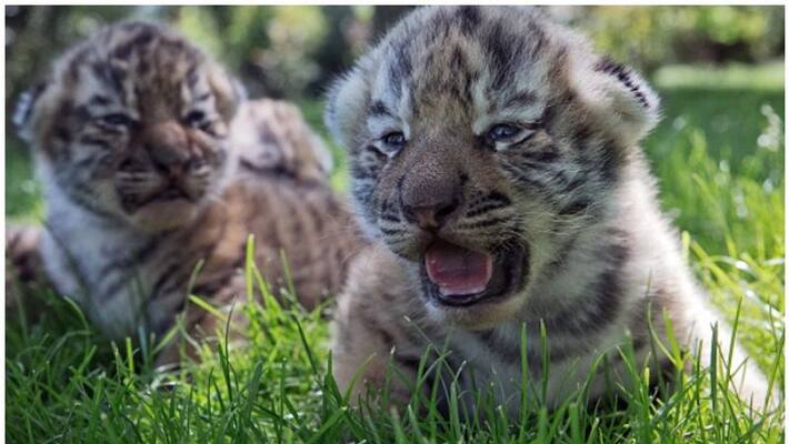french couple order for Savannah cat in online received tiger cub french couple order for Savannah cat in online received tiger cub