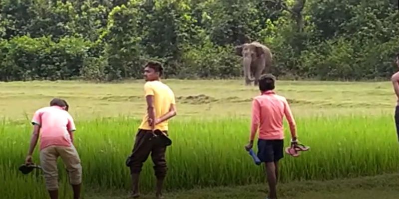Villagers saw two elephant fight on crops filed at Midnapore ASB
