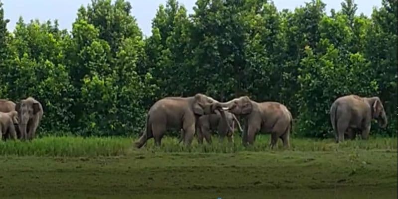 Villagers saw two elephant fight on crops filed at Midnapore ASB