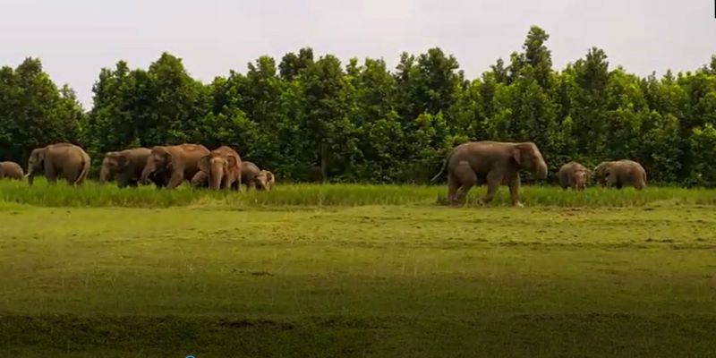 Villagers saw two elephant fight on crops filed at Midnapore ASB