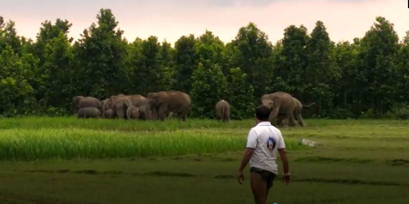 Villagers saw two elephant fight on crops filed at Midnapore ASB