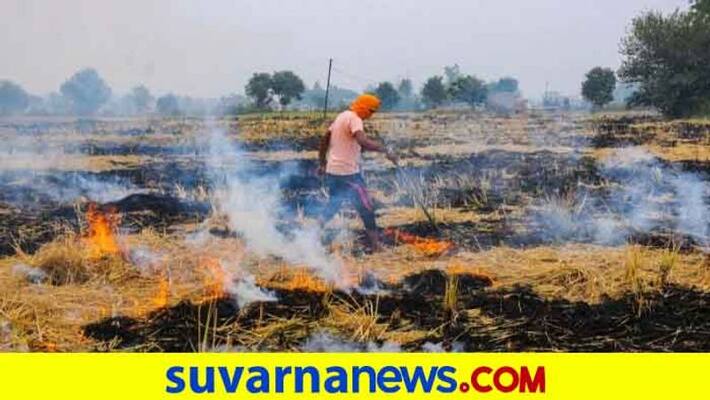 Stubble burning incidents in Punjab have nearly quadrupled as compared to last year says report ckm Stubble burning incidents in Punjab have nearly quadrupled as compared to last year says report ckm