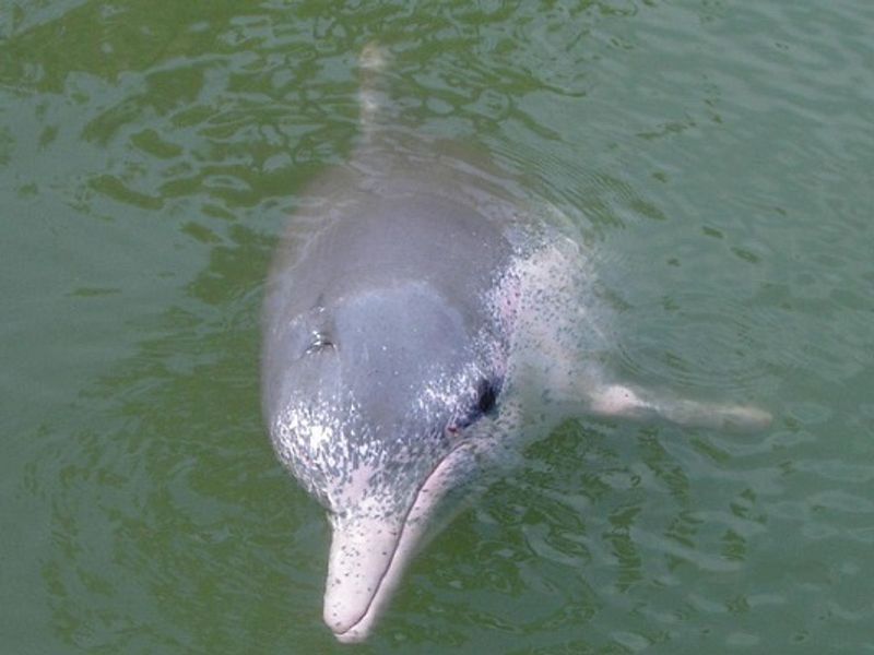 Indias Gangetic Dolphin Count Rises To 41 dpl
