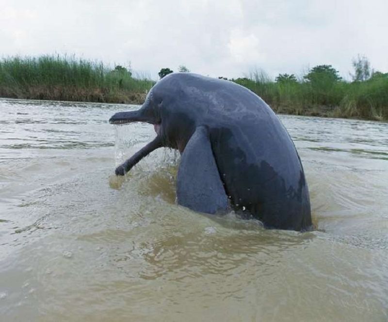 Indias Gangetic Dolphin Count Rises To 41 dpl