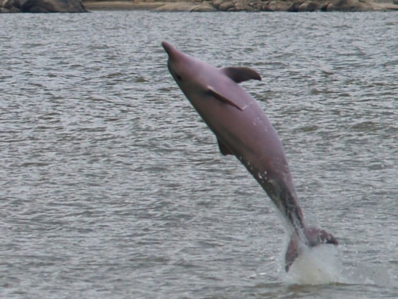 Indias Gangetic Dolphin Count Rises To 41 dpl