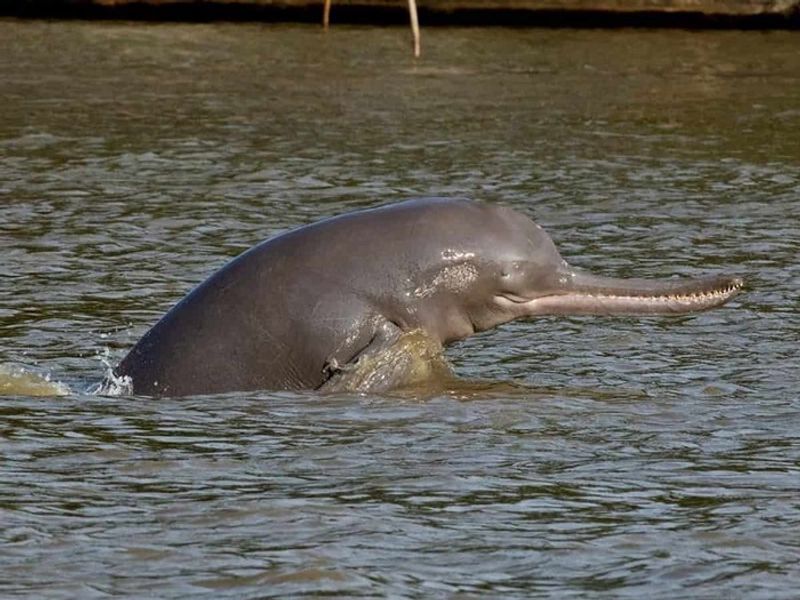 Indias Gangetic Dolphin Count Rises To 41 dpl