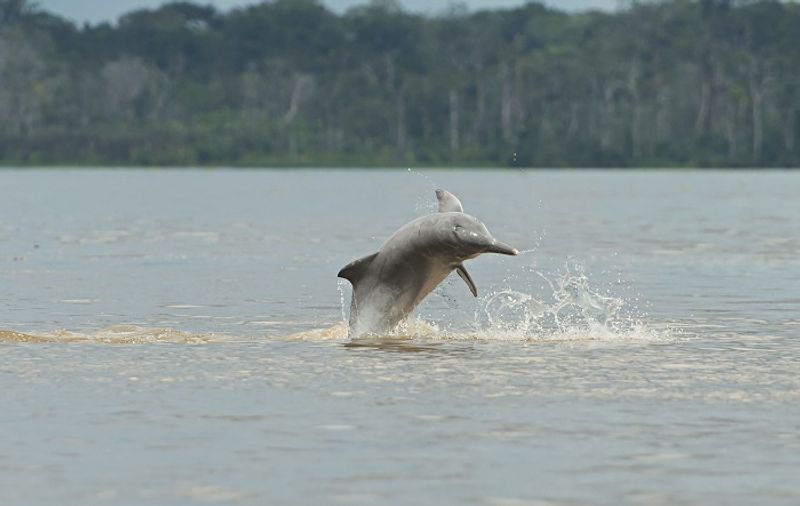 Indias Gangetic Dolphin Count Rises To 41 dpl